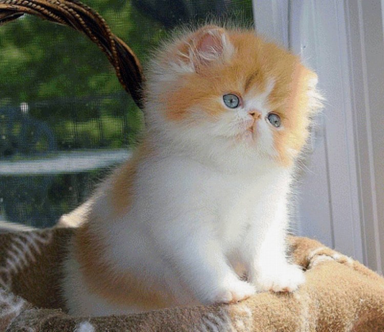 Экзотическая короткошерстная кошка котята