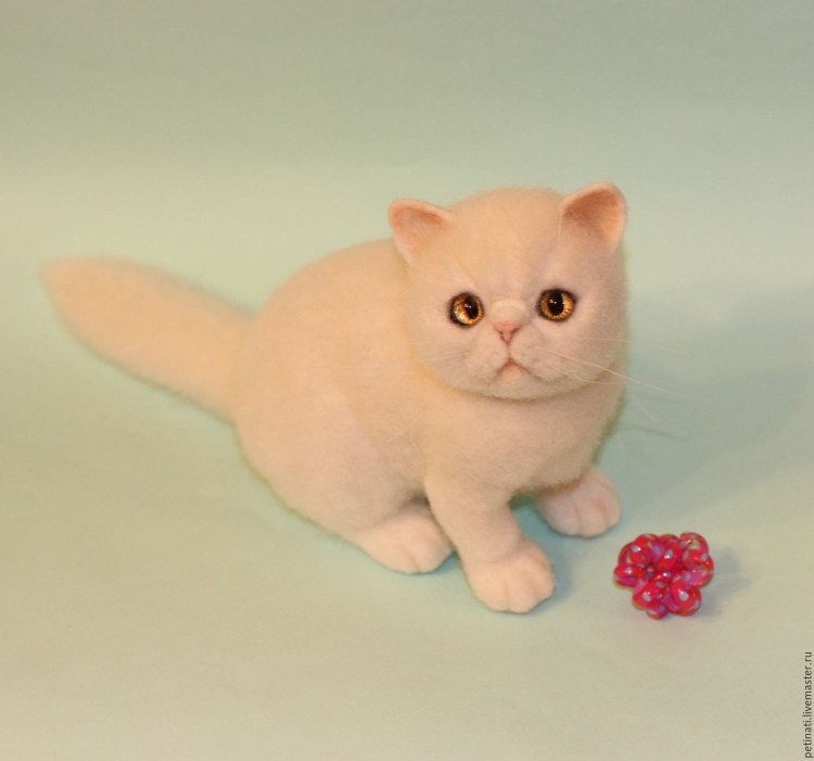 Экзот табби