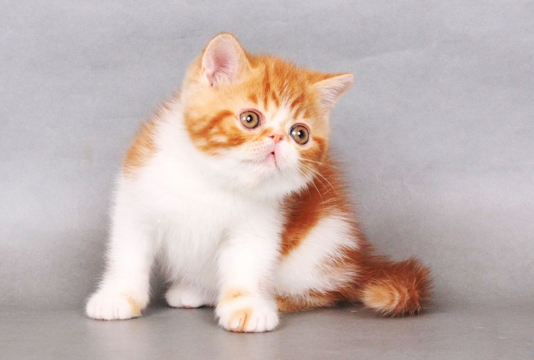 Красный табби Ван экзот