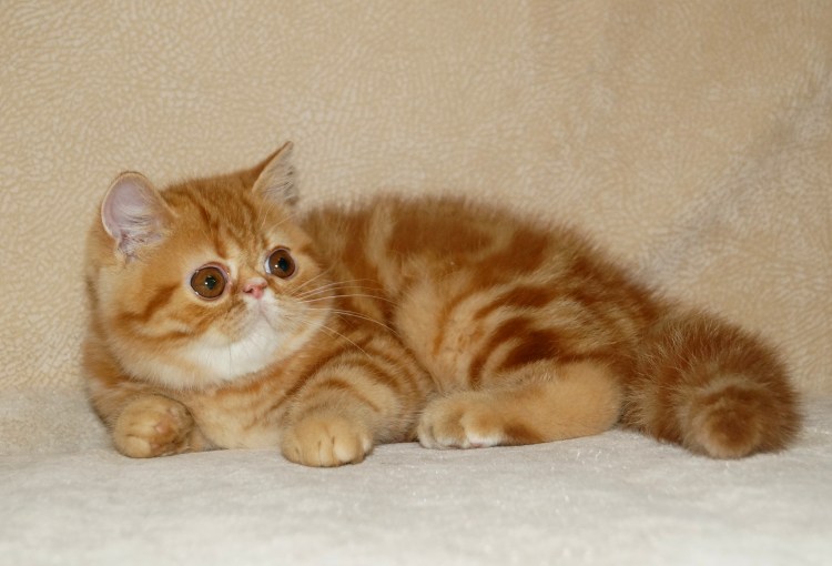 Экзот кошка