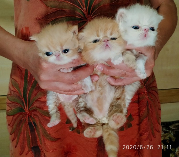 Экзот кошка