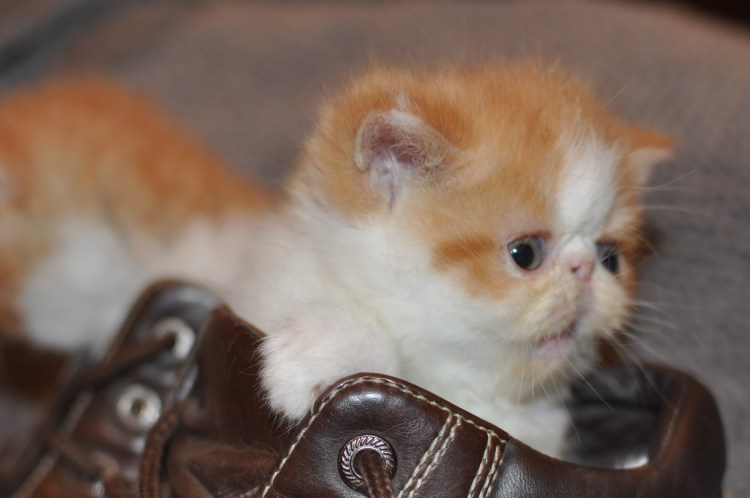 Вислоухий экзот Манчкин