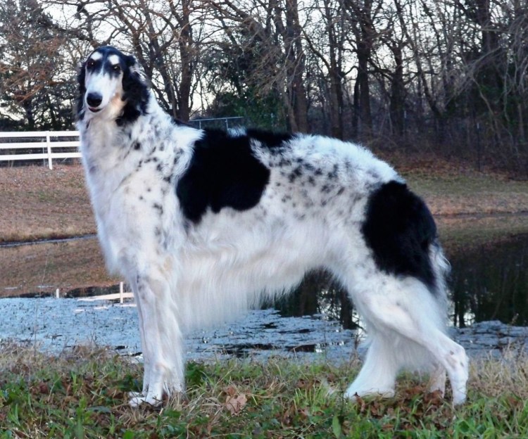 Чубарая борзая