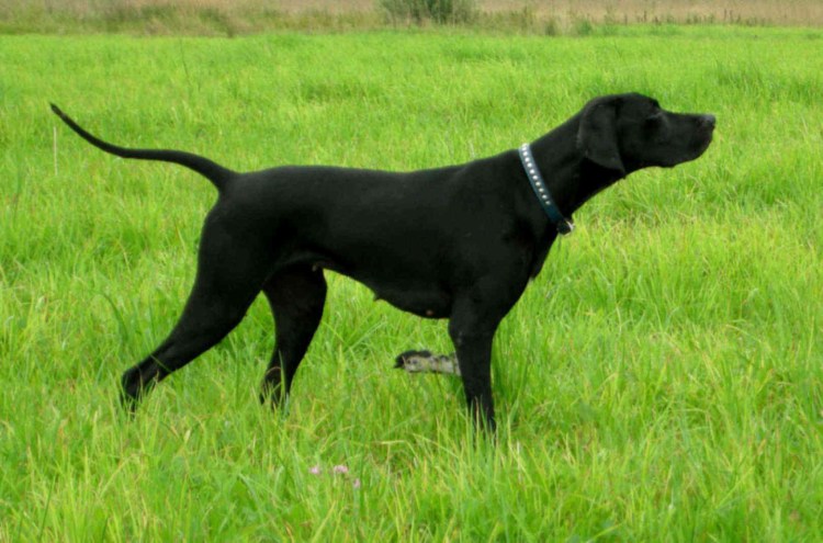 Английский Пойнтер черный