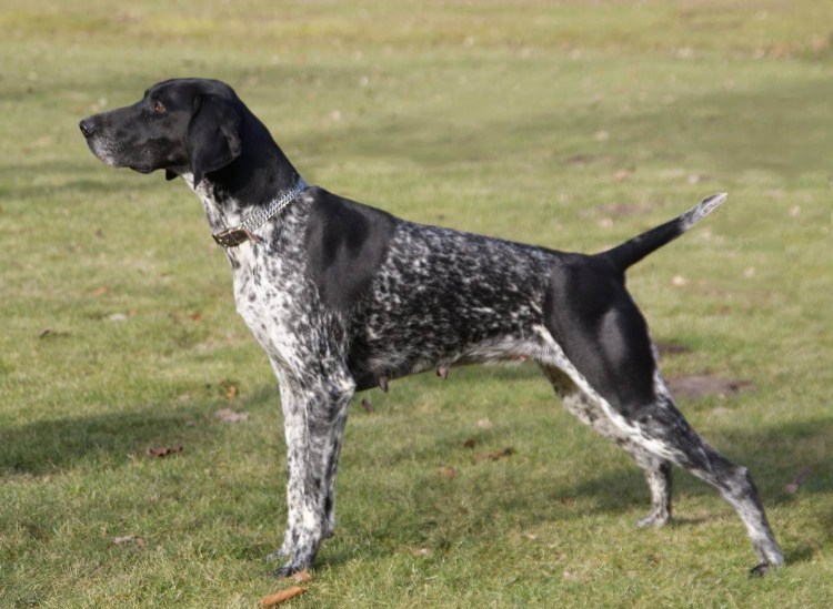 Легавая Курцхаар черный