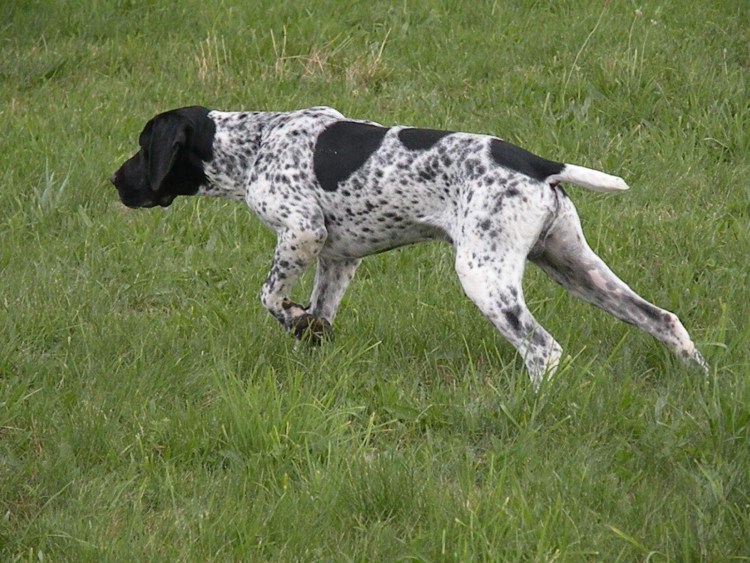 Овернский Пойнтер