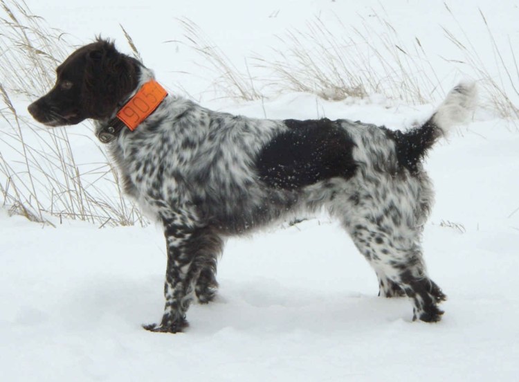 Сеттер Пегий окрас