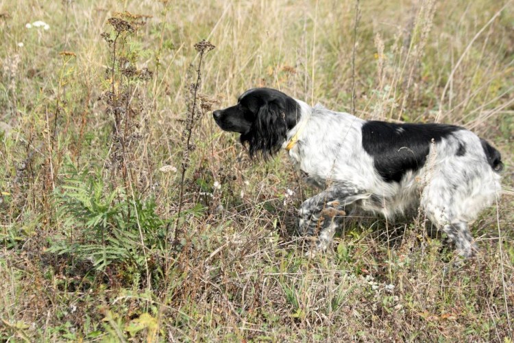Бретонский эпаньоль черный