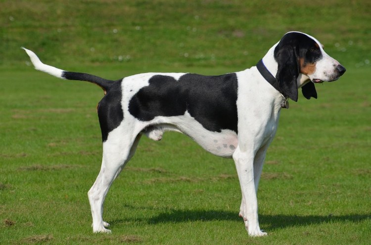 Малая Бернская гончая