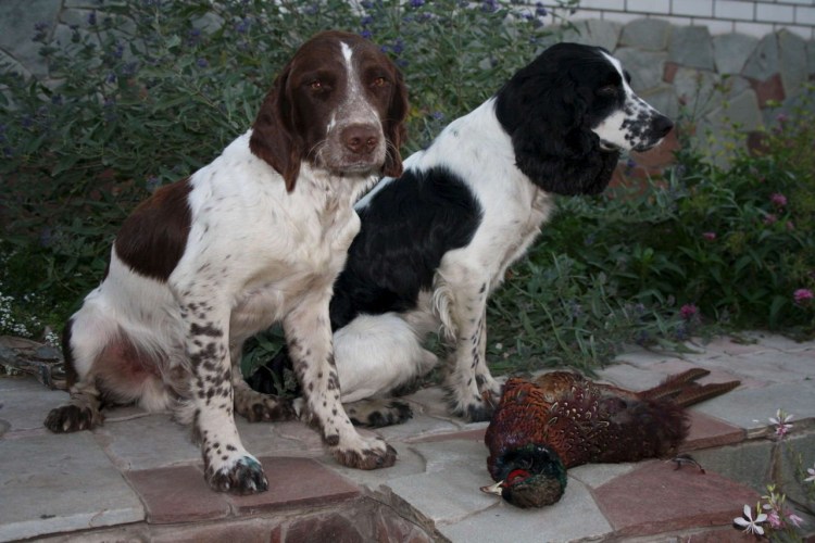 Русский охотничий спаниель гладкошерстный