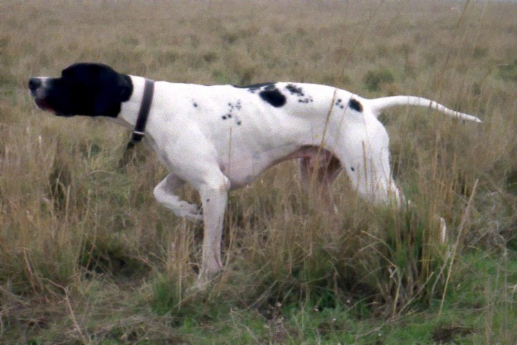 Английский Пойнтер черно Пегий
