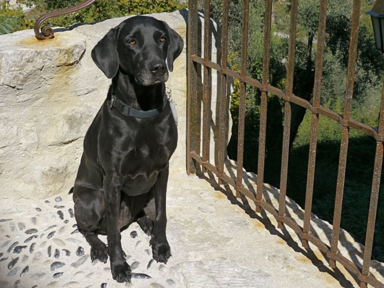 Легавая Курцхаар черный