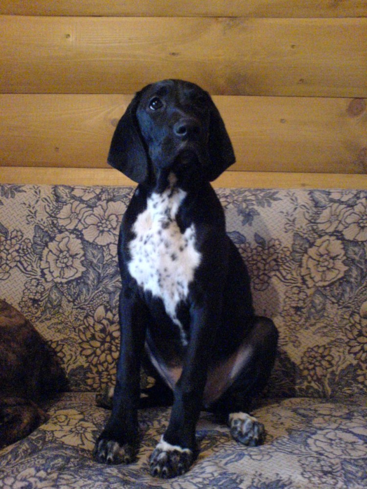 Метис русского спаниеля и курцхаара