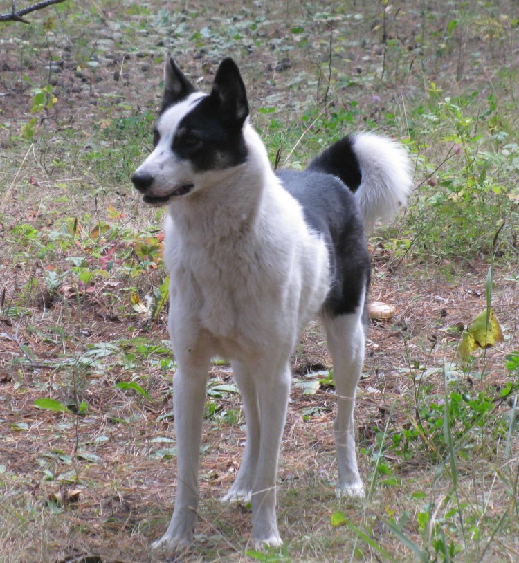 Западносибирская лайка черная