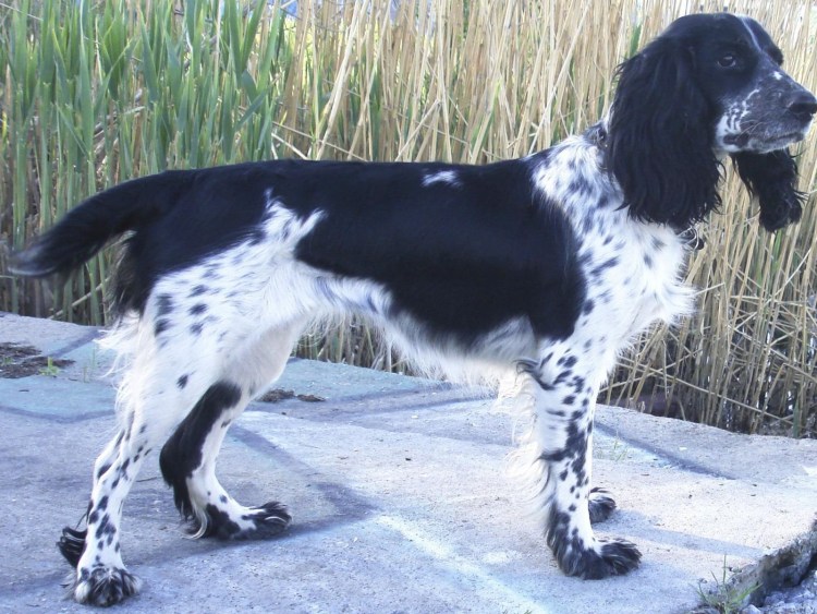 Русский охотничий спаниель