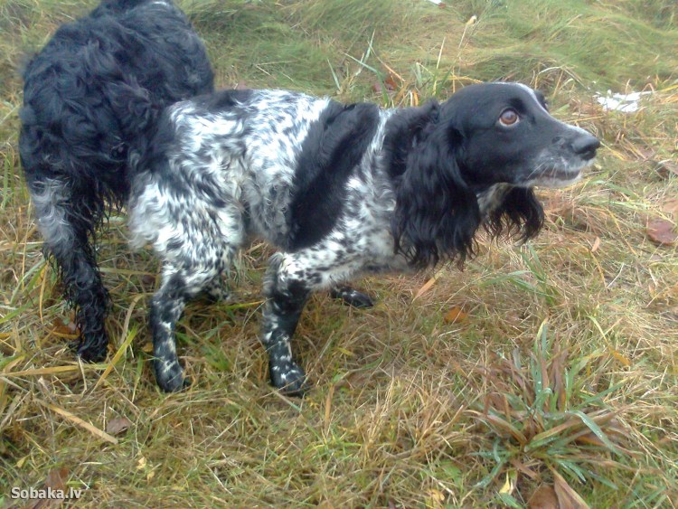 Некупированный русский спаниель
