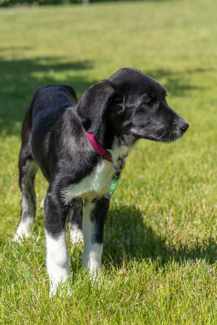 Черная охотничья собака