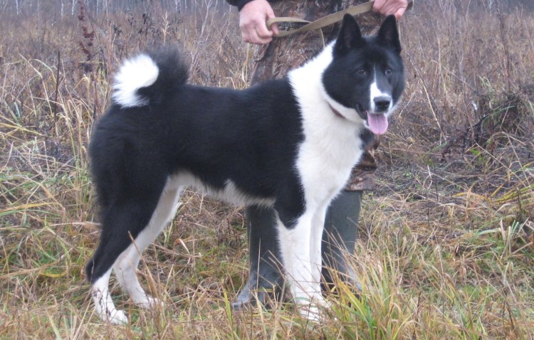 Западно европейская лайка