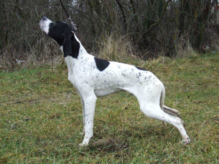 Староиспанский Пойнтер