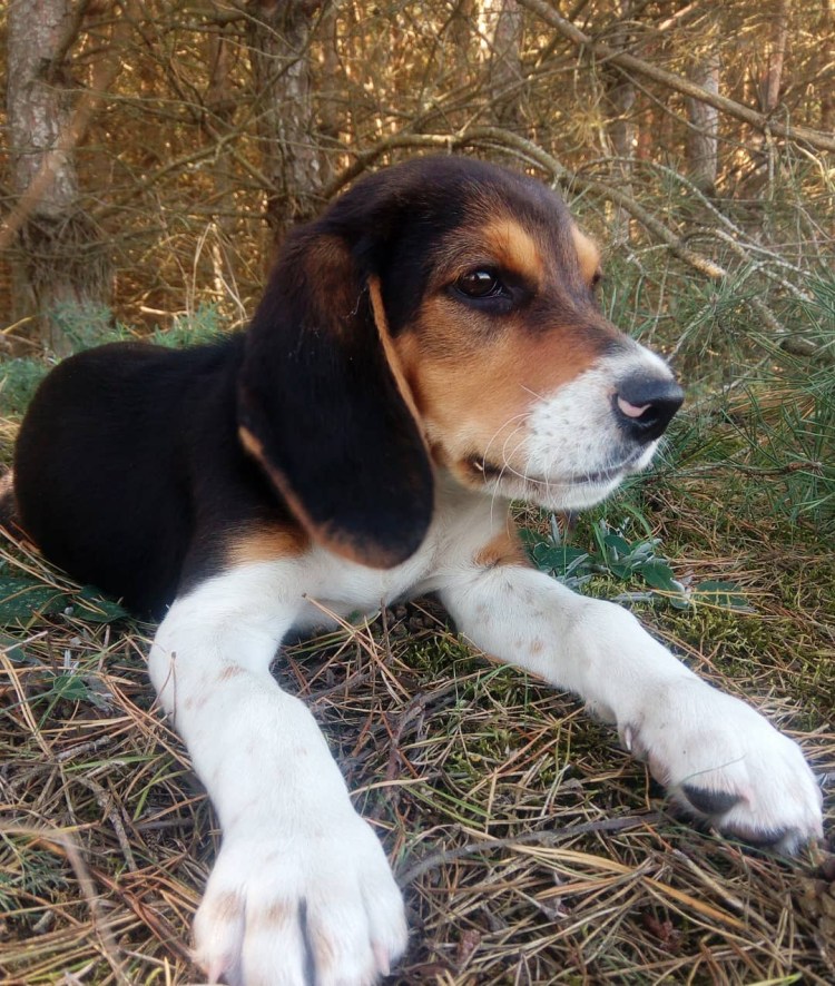 Эстонская гончая