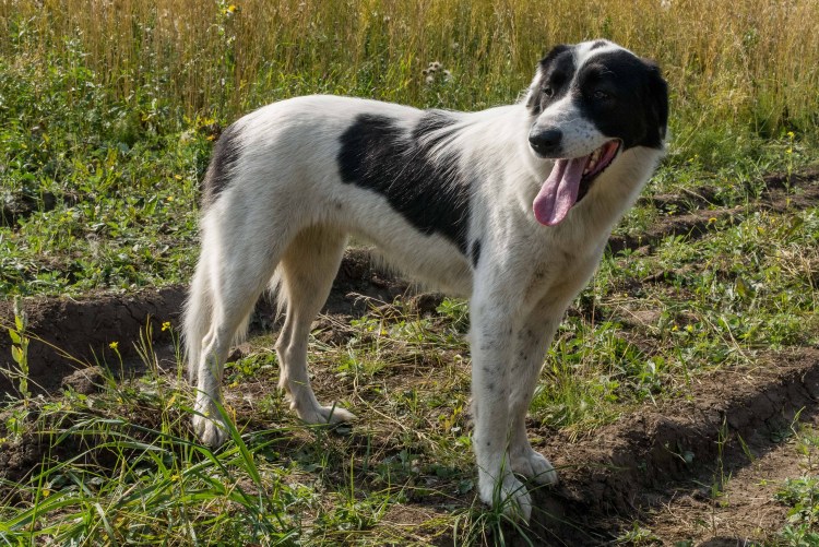 Гончая черно белый окрас