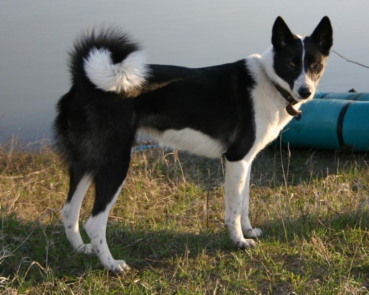 Восточносибирская лайка