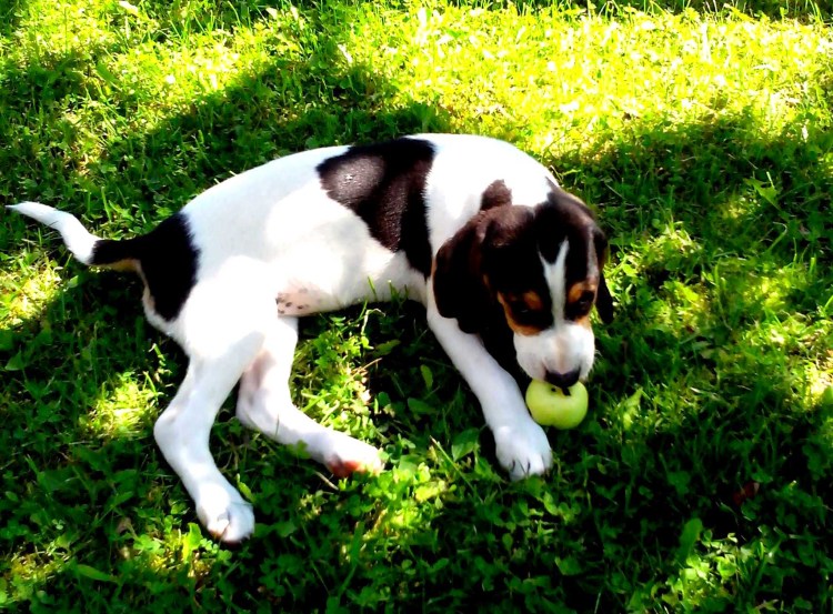 Эстонская гончая черная