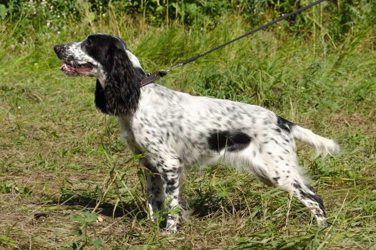 Русский охотничий спаниель стойка