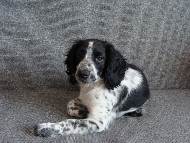 Русский охотничий спаниель черный с белым