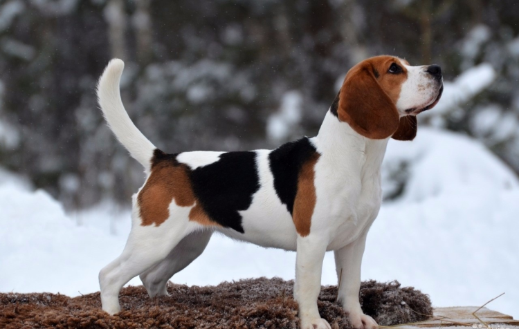 Бигль Триколор породы