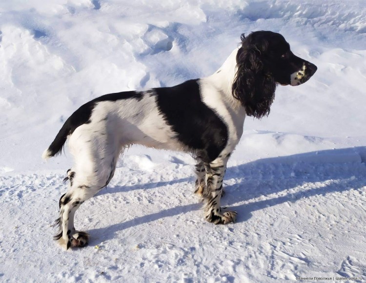 Русский охотничий спаниель белый