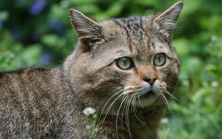 Среднеевропейский Лесной кот