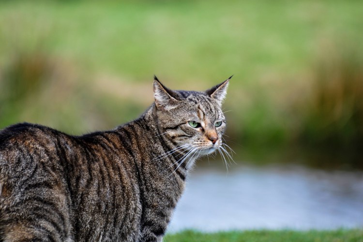 Лесной кот Германия