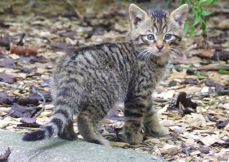 Европейский дикий Лесной кот
