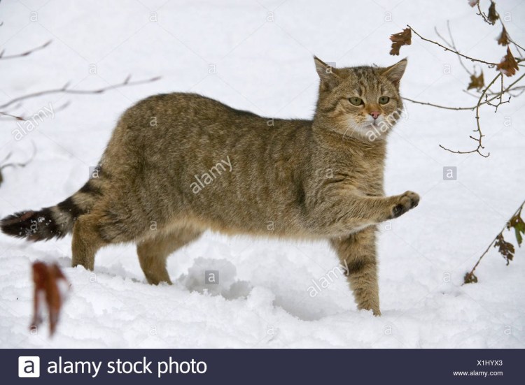 Европейский Лесной кот камышовый