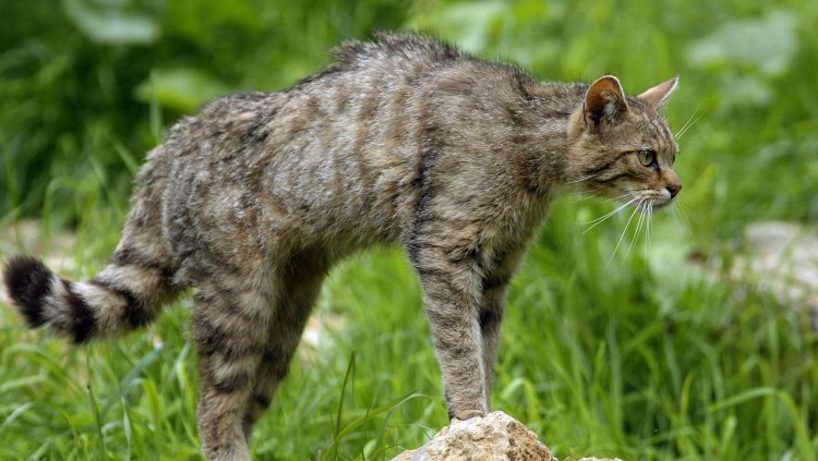 Кавказская Лесная кошка Felis Silvestris Caucasica