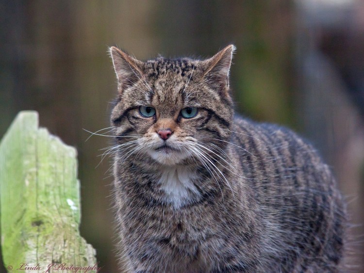Кавказский Лесной кот