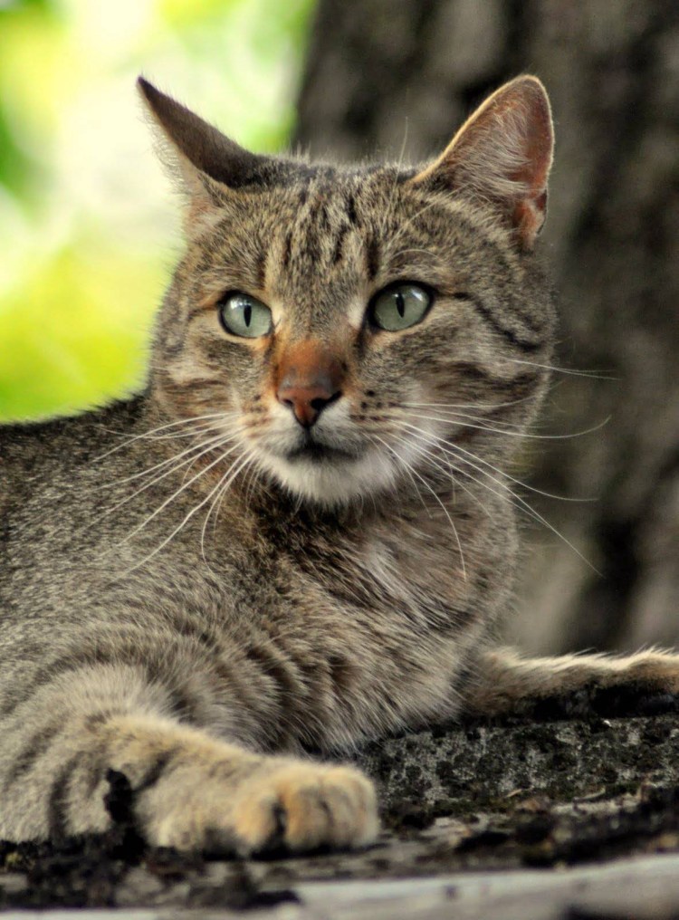 Европейская Дикая Лесная кошка