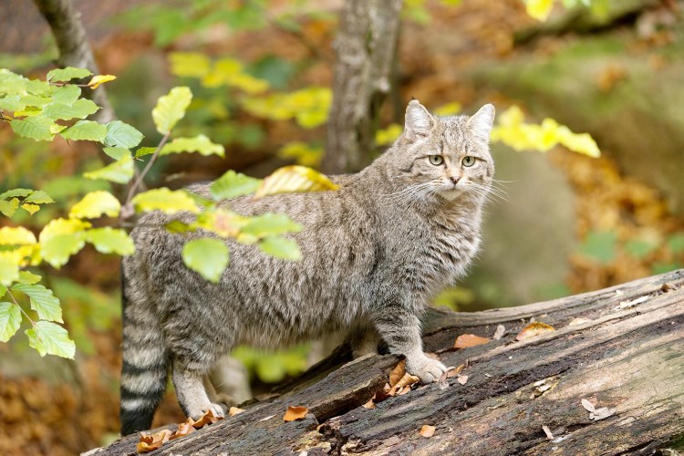 Кавказская Лесная кошка с котятами