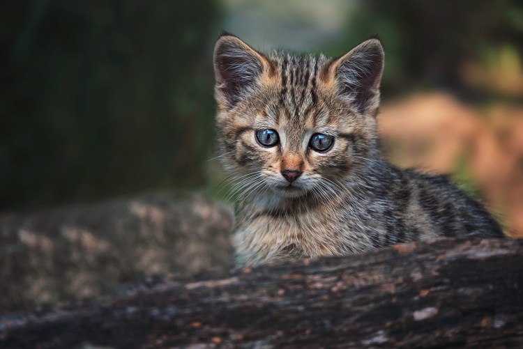 Шотландская Дикая Лесная кошка