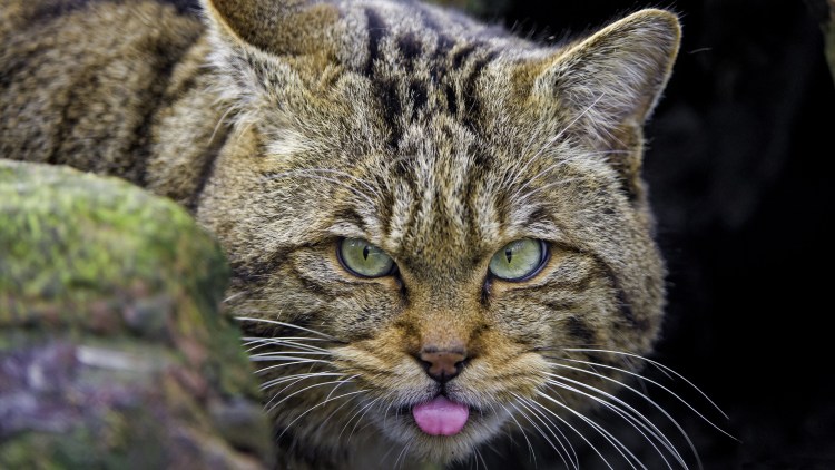 Европейская Дикая Лесная кошка