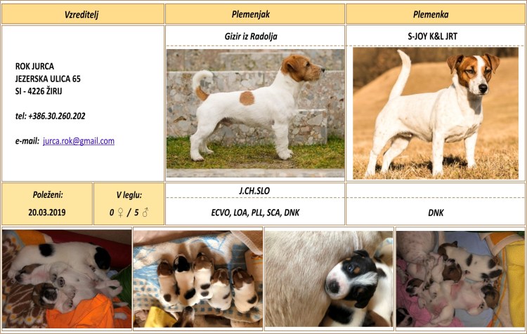 Джек-Рассел таблица породы