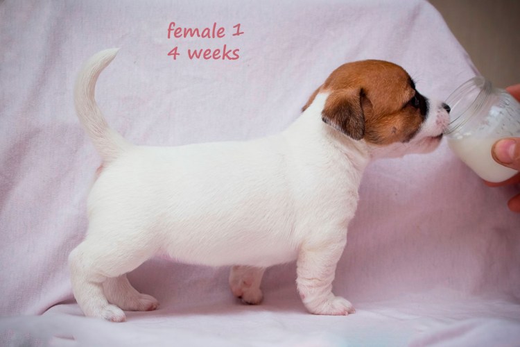 Грыжа у щенка Джек Рассел терьера