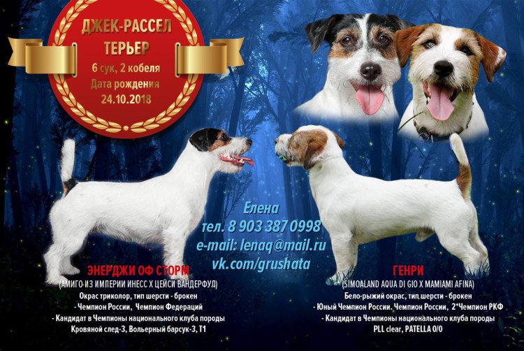 Стандарт Джек Рассел терьера РКФ