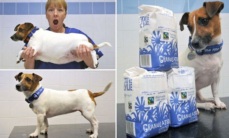 Джек Рассел с длинными лапами