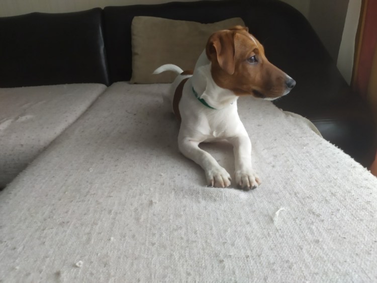 Скелет Джек Рассел терьера