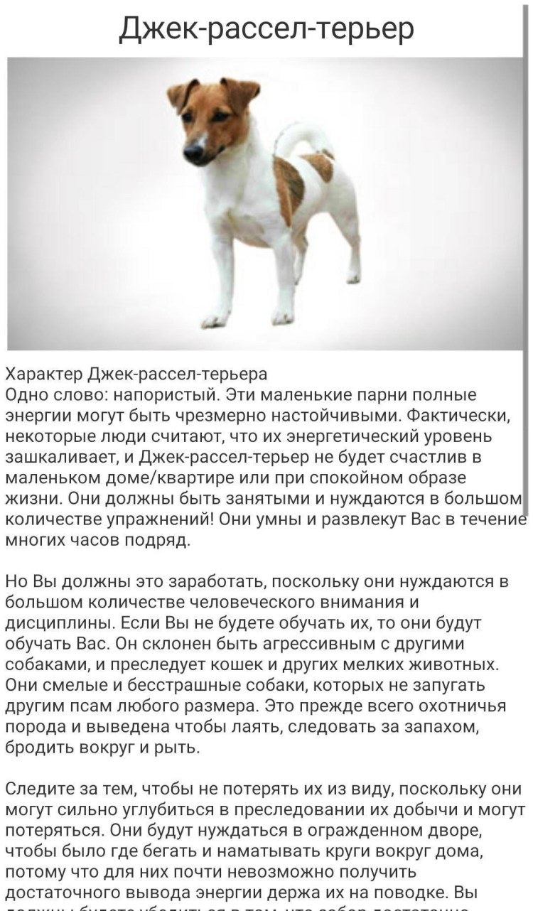 Пропал Джек Рассел Москва