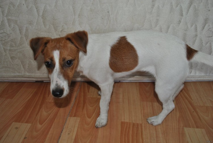 Новорожденные Джек Рассел терьер