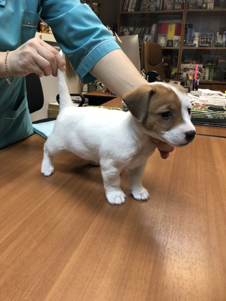 Джек Рассел терьер выставка