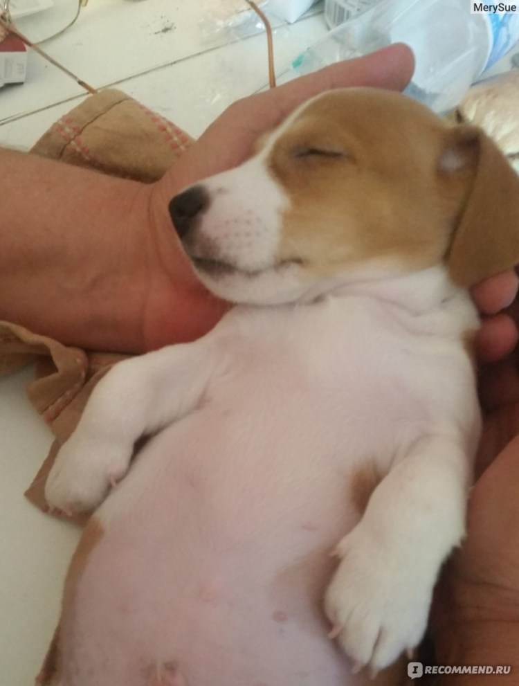 Джек Рассел собака окрасы